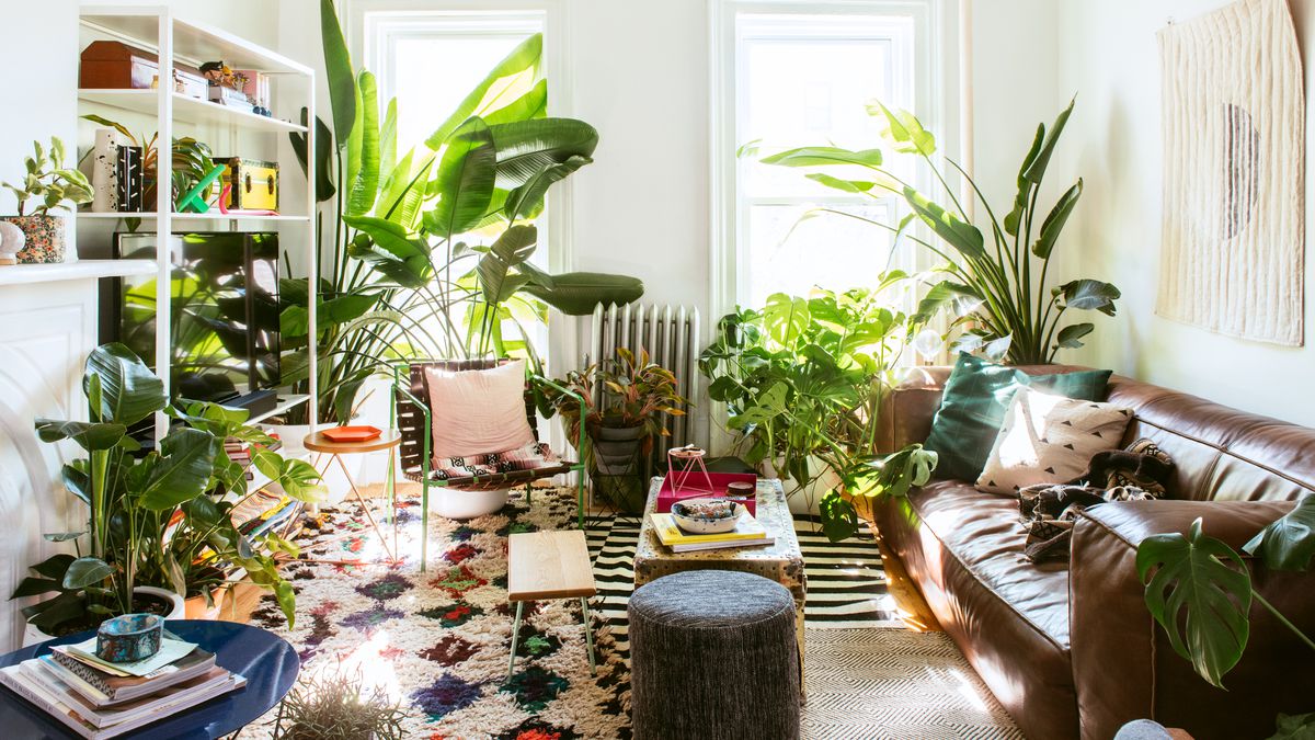 indoor plants room decoration